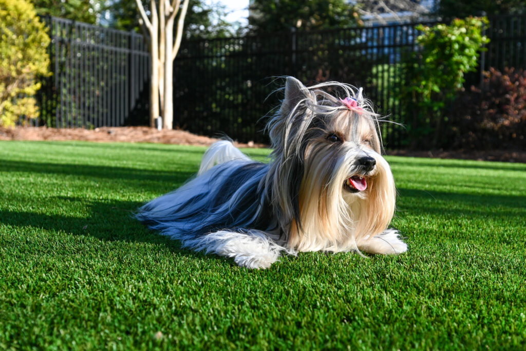 Artificial Grass for Pets & Kids